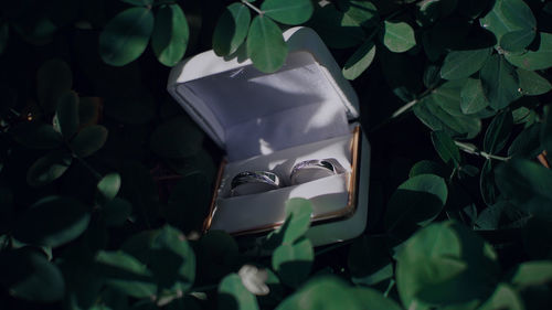 Wedding rings on tropical plant