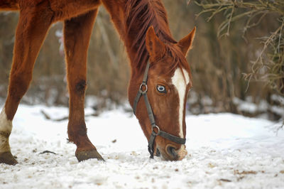 Horse in a field