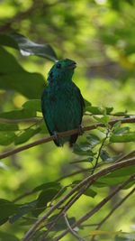 Close-up of bird perching on branch