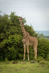 Masai giraffe stands by bushes watching camera