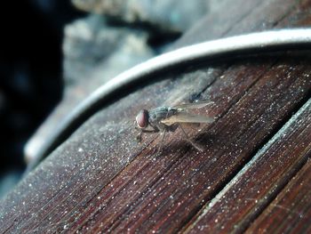 Close-up of fly on wood