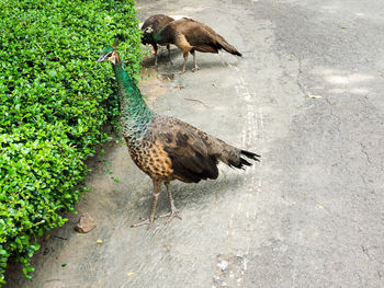 High angle view of bird walking on footpath