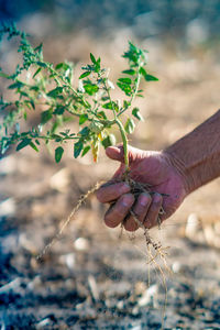 Close-up of hand holding flowering plant