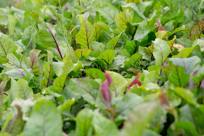 Full frame shot of leaves