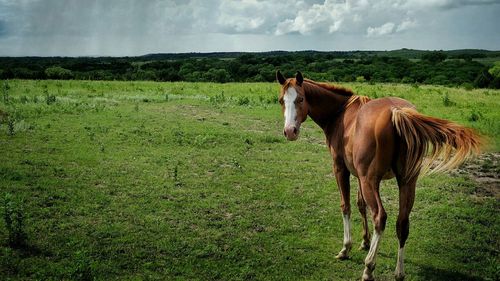 Horse grazing on grassy field