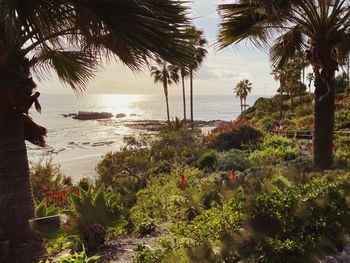 Scenic view of palm trees on beach