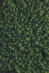 Directly above shot of trees in forest