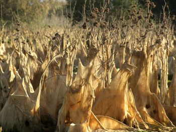 View of dry plants on field