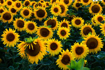 Field of sunflowers