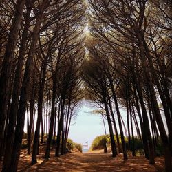 Panoramic view of trees in forest against sky