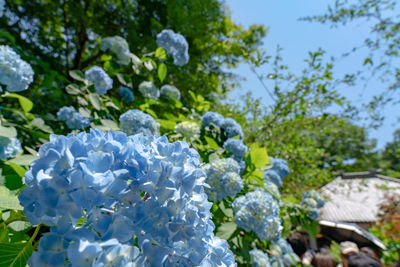 Close-up of white flowering plant