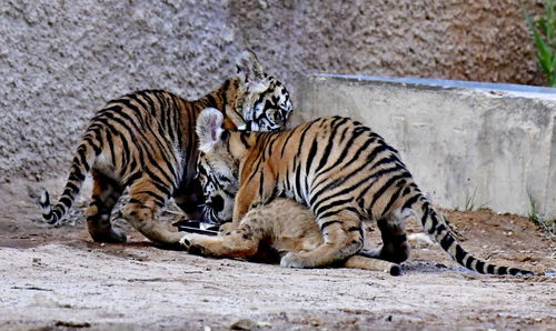 Zebras in a zoo