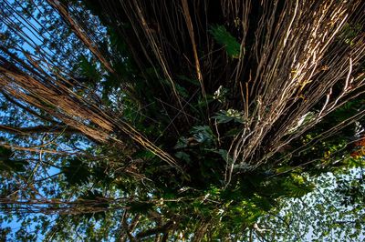 Low angle view of trees in forest