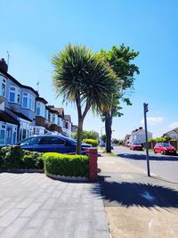 Palm trees by street in city against sky