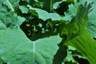 Close-up of fresh green leaves