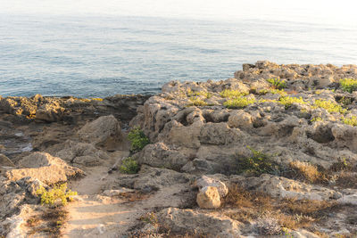 Plants growing on rock in sea