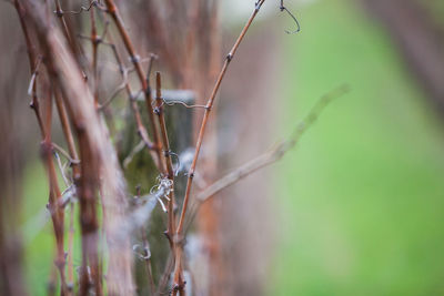Close-up of insect on twig