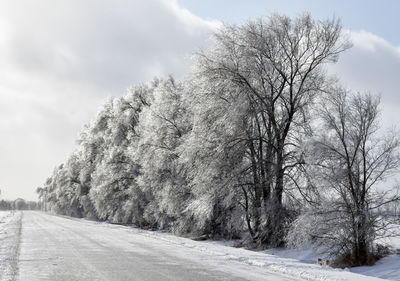 Trees on snow covered field against sky