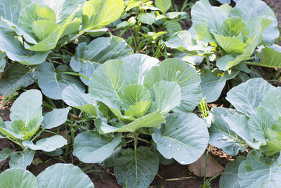 High angle view of plants growing in farm