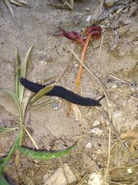 High angle view of insect on rock