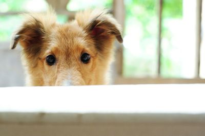 Close-up portrait of dog