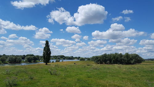 Scenic view of field against sky