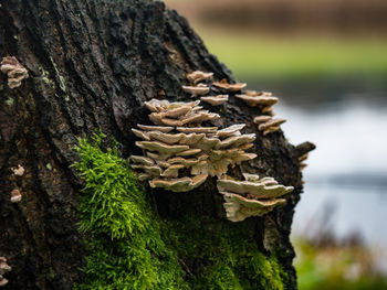 Close-up of mushrooms growing on tree stump