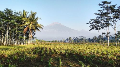 Scenic view of agricultural field against sky