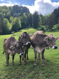 Horses standing on field