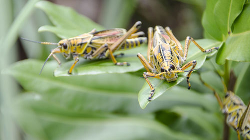 Close-up of insect on leaf