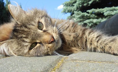 Close-up portrait of cat relaxing on footpath