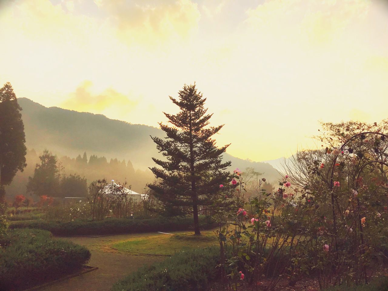 nature, landscape, no people, tranquility, tree, beauty in nature, grass, scenics, sky, outdoors, scenery, day