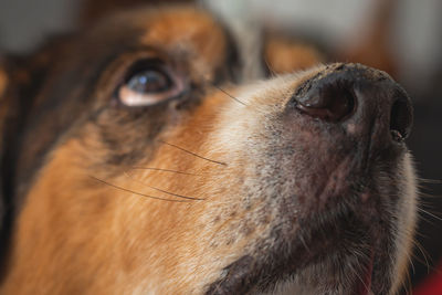 Close-up of dog looking away