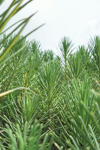 Close-up of fresh green plant