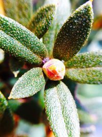 Close-up of succulent plant