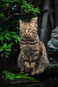 Portrait of cat