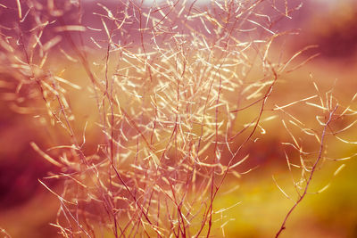 Full frame shot of spider web