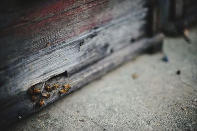 High angle view of bees on wood