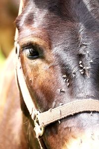 Close-up of a horse