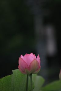 Close-up of pink lotus water lily