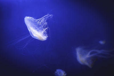 Close-up of jellyfish in tank