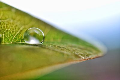 Close-up of raindrops on green leaves