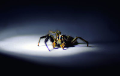 Close-up of spider