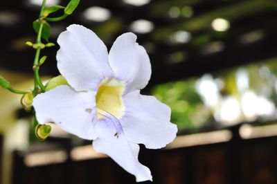 Close-up of flower against blurred background