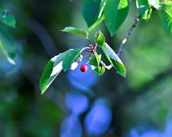 Close-up of berries growing on tree