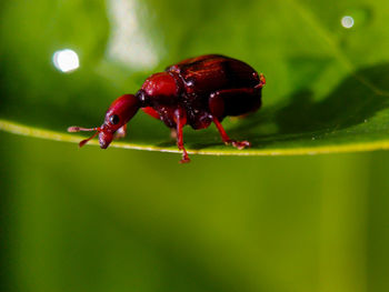 Close-up of insect on leaf