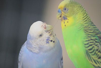 Close-up of parrot perching