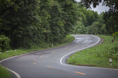 Country road amidst trees