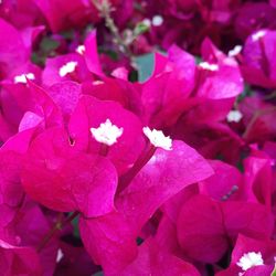 Close-up of pink flowers