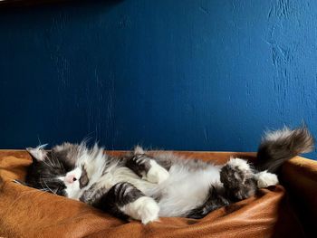 Cat sleeping on wall